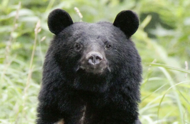 「猟銃」を巡ってクマハンターと警察の間に横たわる埋め難い溝とは?